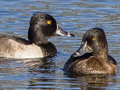 Ring-necked Duck